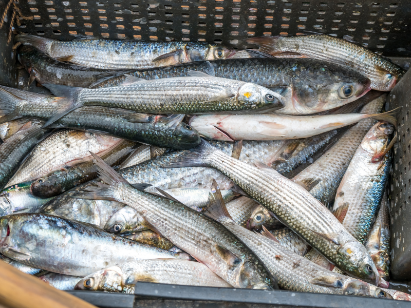 il-cefalo-o-verzelata-il-pesce-che-ama-le-lagune-salmastre-hellofish
